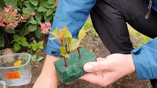 Укоренение черенков метельчатой гортензии во флористической губке. Гарантированный результат
