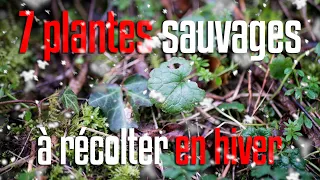 7 plantes sauvages comestibles à récolter en hiver