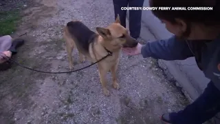Abandoned dog rescued by residents, Dallas Animal Services