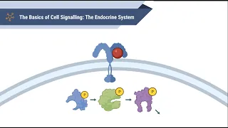 The Basics of Cell Signalling