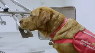 Dogs Can Smell Cancer | Secret Life of Dogs | BBC Earth