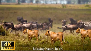 4K African Wildlife: Queen Elizabeth National Park-Scenic Wildlife Film With African Music