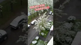 Тополиный пух!!! ,,Аномальная жара в Москве,, ТВ маэстро
