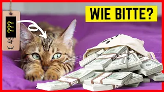 DAS IST DIE TEUERSTE KATZENRASSE DER WELT!