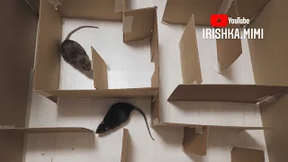 Лабиринт для крыс своими руками из картона 🐀