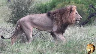 Beautiful and Happy Lion Pride WITHOUT Casper The White Lion