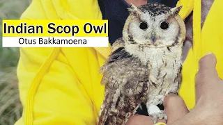 Indian Scop Owl |A-z Information|[Urdu/Hindi]