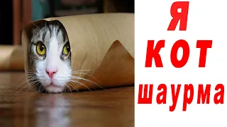 😹 Приколы Про Котов #1 😹