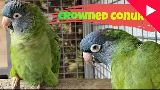 Blue crowned conure breeding setup and tips | Bird and Beyond