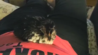 Kikiriki chicken as a house pet and he Purrs!