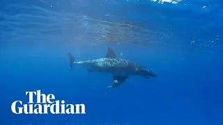 Great white shark calmly swims by snorkeller off Great Barrier Reef