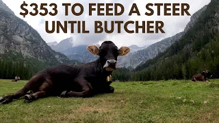 How To Feed Beef Cattle Without the Feed Store (1.5 Acres Per Steer)