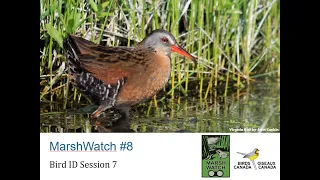 MarshWatch 2024 - Webinar 8: Bird ID Session 7