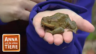 Wieviel Kröte steckt im Frosch? | Reportage für Kinder | Anna und die wilden Tiere