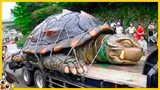 10 Tortugas Que Nacen Solo Una Vez Cada Mil Años