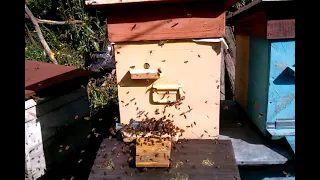 Срочные работы на пасеке, часть 2, 7.09.2021 года, 14:14 дня | Пчеловодство | Beekeeping