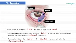 Optician Training: The Conjunctiva (Ocular Anatomy Lecture 3)