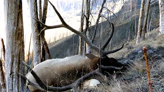 Wyoming High Country Bull. 2021 Elk Hunt.