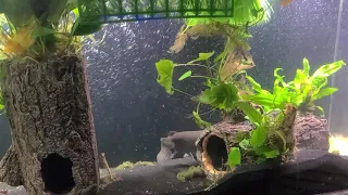 Gulper Catfish cruising his new tank!