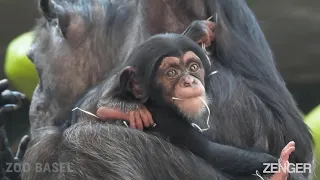 Adorable Baby Chimp Adopted By Aunt After Mom's Mystery Illness