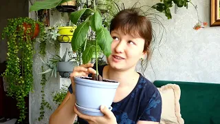 АВОКАДО 🥑, КАК ВЫРАСТИТЬ и какие истязания я не делала…