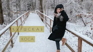 Куршская Коса зимой / Танцующий лес