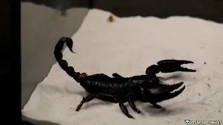 fight between praying mantis and scorpion