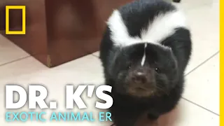 A Pet Skunk Gets a Check-up | Dr. K's Exotic Animal ER