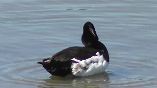 Tufted Duck closeup Aythya fuligula British Birds UK