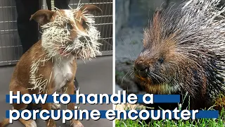 What to do if your dog runs into a porcupine