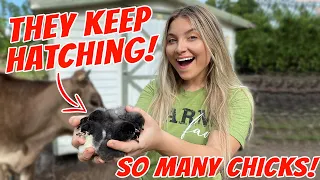 We Cant Stop HATCHING CHICKS!! 🐥| Update on ALL MY PETS!