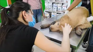 Dog Says The Final Goodbye to his Owner In Hospital.