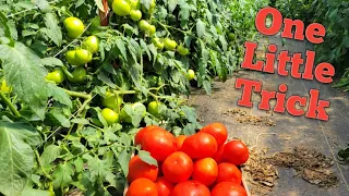 Making your Tomato Plants 10x More productive!