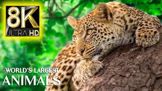 World's Largest Animals Collection in 8K ULTRA HD - Wildlife and Animals with Real Nature Sounds