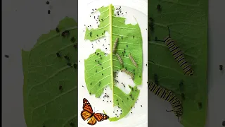 Monarch butterfly caterpillar time lapse