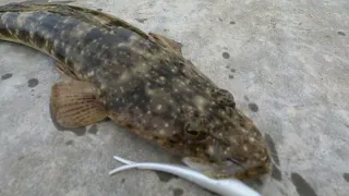 Flathead Kinda Day! Fishing Surfers Paradise/Gold Coast area