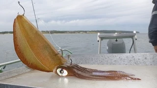 How To Rig a live Squid To Catch Kingfish | The Hook and The Cook