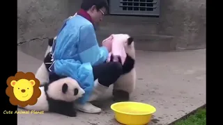 CUTE baby panda compilation..funny panda compilations