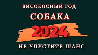 Собака - Китайский гороскоп 2024 года. Високосный год дракона 2024