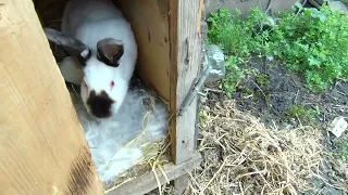 Моё малое хозяйство. Кролики начинают рожать.