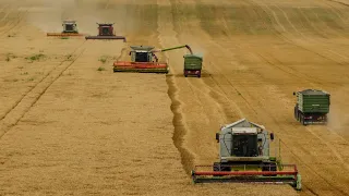 Búza Aratás/Big Wheat Harvest 2020 4x New Claas Lexion, 6x John Deere 3x Case-Ih
