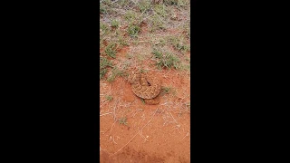 Found a Puff Adder!