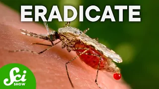What Would Happen if Mosquitoes Went Extinct?