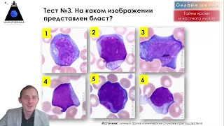 🔬Бласты под микроскопом