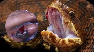 Top 20 Most Venomous Snakes in the World