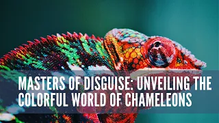 Master Of Disguise Unveiling The Colorful World Of Chameleons