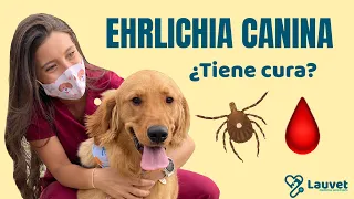 EHRLICHIA CANINA | Síntomas, Prevención y Tratamiento- Lauvet