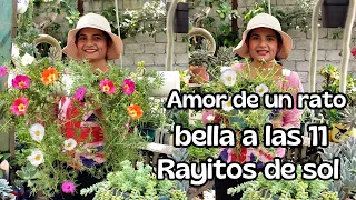 Todo sobre la PORTULACA grandiflora/ amor de un rato, rayito de sol...