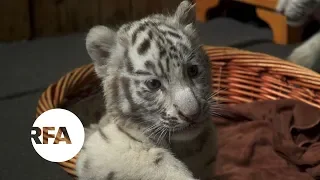 Zoo in China Debuts White Bengal Tiger Triplets | Radio Free Asia (RFA)