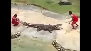 crocodile attacked human